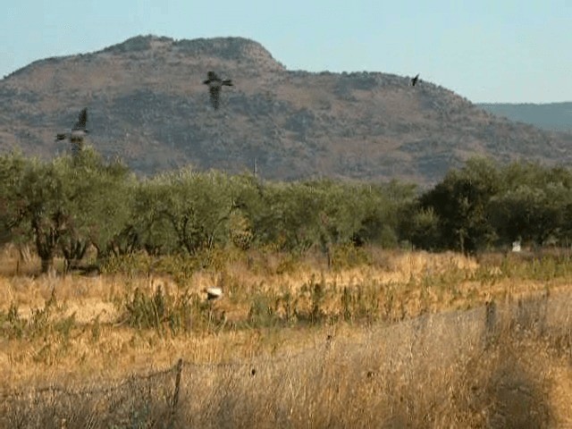 Golondrina Dáurica (grupo daurica) - ML201236401