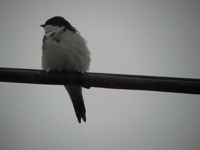 Western House-Martin - ML201236431