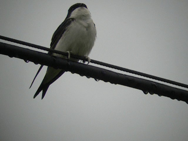 Western House-Martin - ML201236451