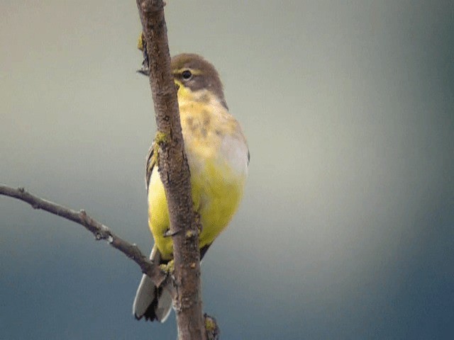 Western Yellow Wagtail (thunbergi) - ML201236531