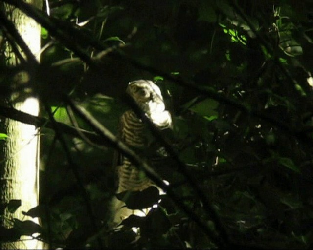 Eurasian Sparrowhawk - ML201236611