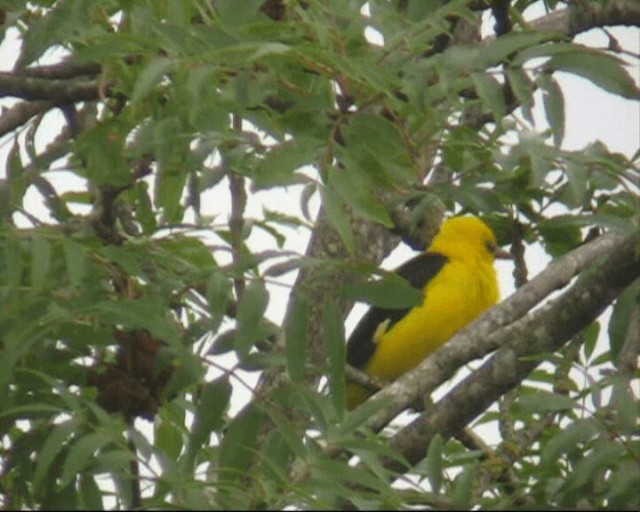 Eurasian Golden Oriole - ML201236801