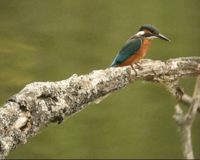 Common Kingfisher - ML201236821