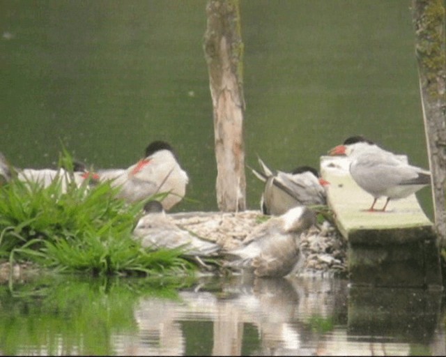 Common Tern - ML201236831