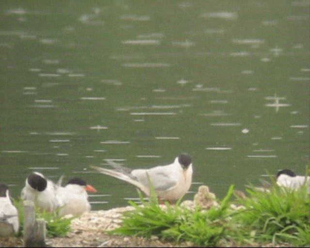 Common Tern - ML201236841