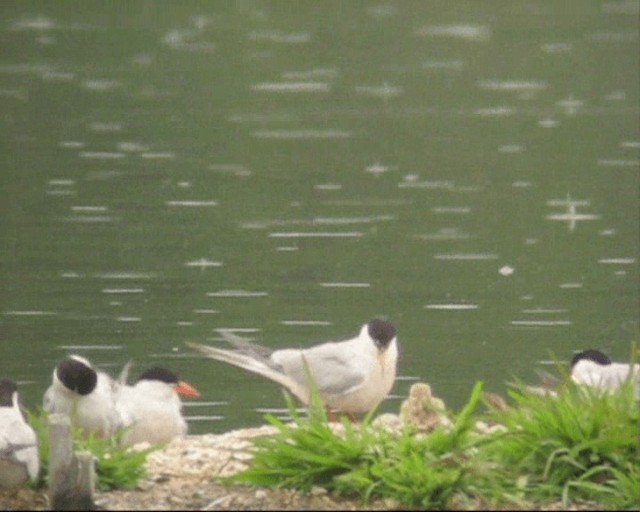 Эгэл хараалай - ML201236841