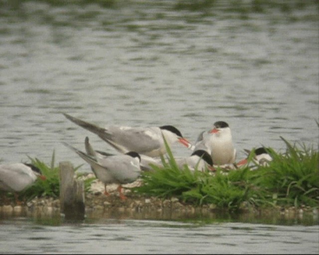 Common Tern - ML201236851
