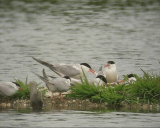 Эгэл хараалай - ML201236851