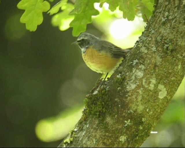 Common Redstart - ML201236871