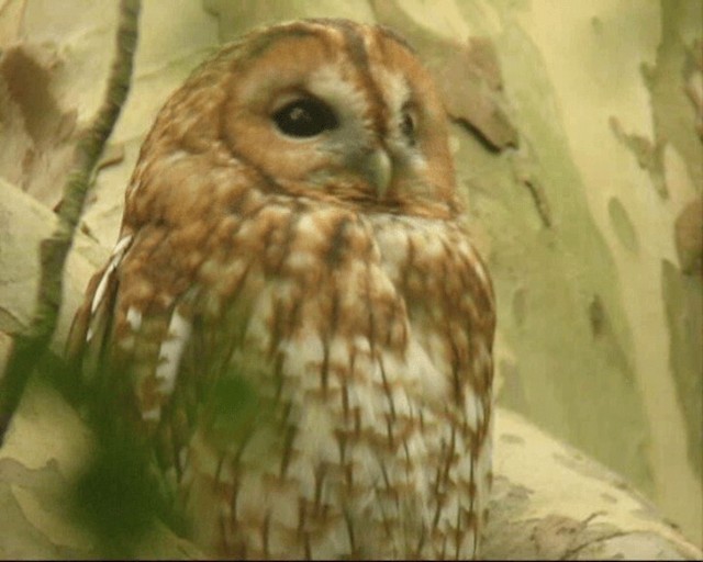 Tawny Owl - ML201236901