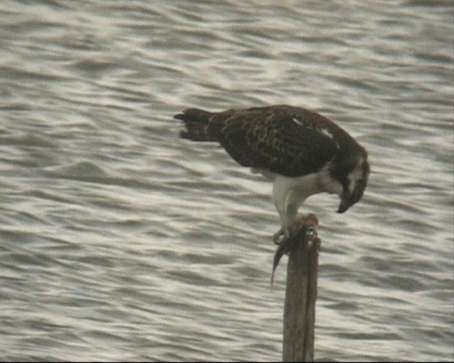 Falco pescatore - ML201236911