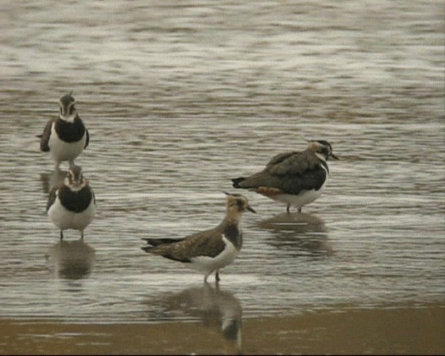 Pavoncella - ML201236921