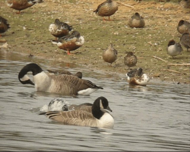 Canada Goose - ML201236931