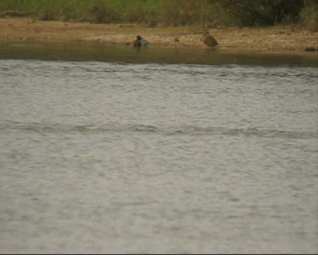 Great Cormorant - ML201236941