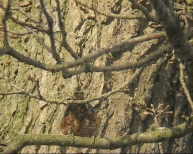 Picchio muratore - ML201236961