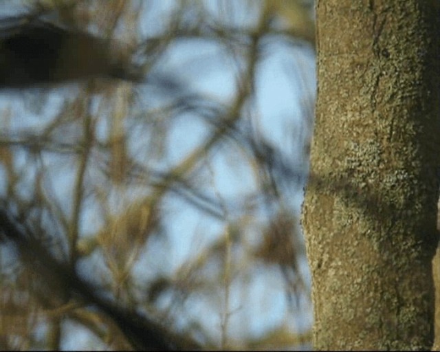 Picchio verde - ML201237001