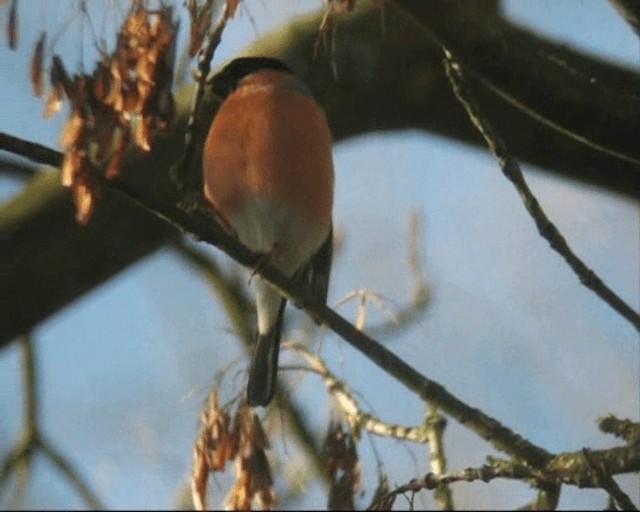 Ciuffolotto - ML201237011