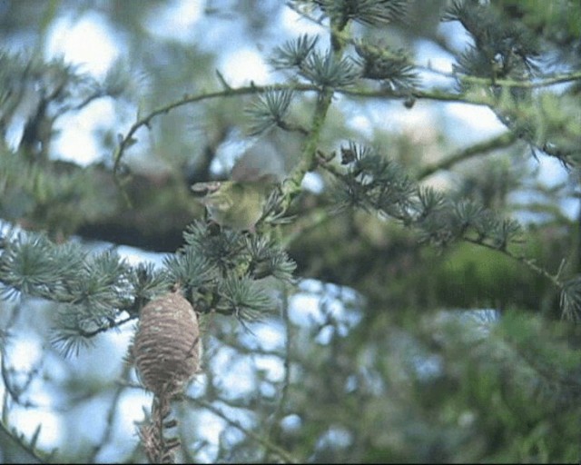 Regolo - ML201237021