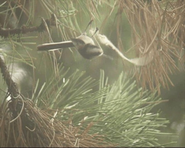 Long-tailed Tit (europaeus Group) - ML201237051