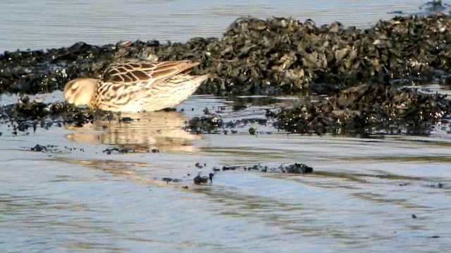 Garganey - ML201237081