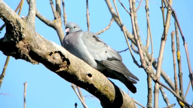 Pigeon colombin - ML201237101