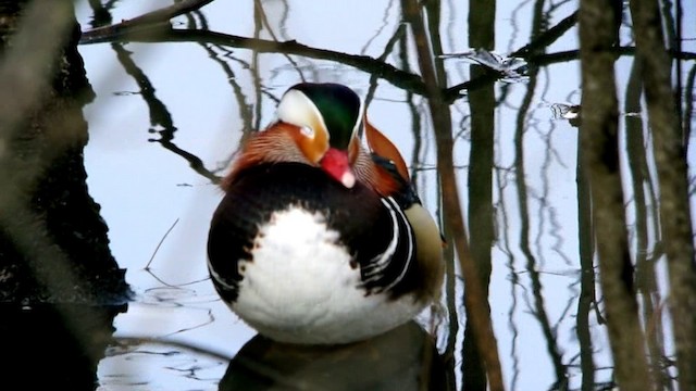 Mandarin Duck - ML201237131