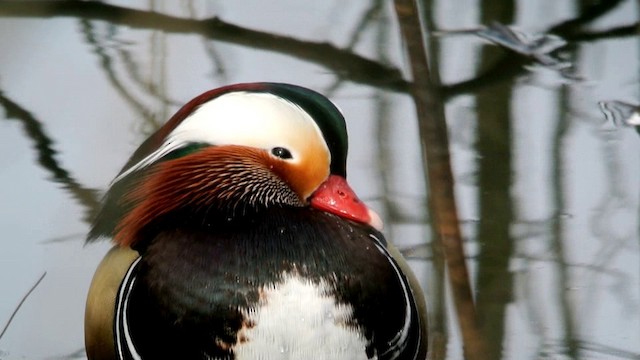 Mandarin Duck - ML201237141