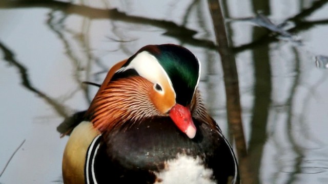 Mandarin Duck - ML201237151