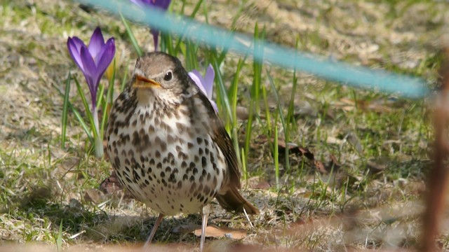 Song Thrush - ML201237181