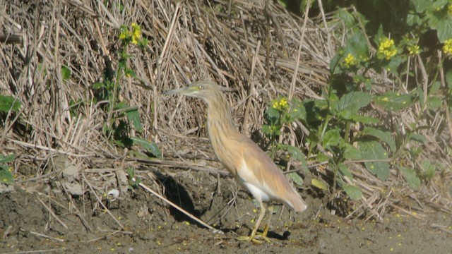 Squacco Heron - ML201237191