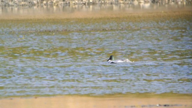 Northern Shoveler - ML201237291