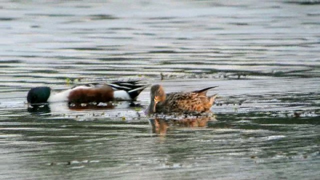 Northern Shoveler - ML201237311