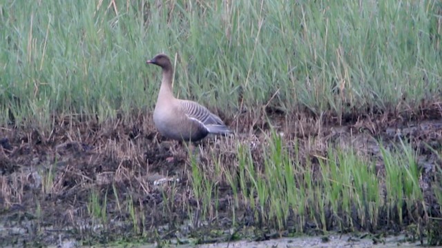 Pink-footed Goose - ML201237371