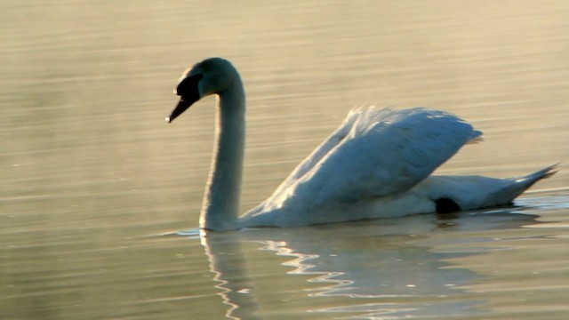 Mute Swan - ML201237441