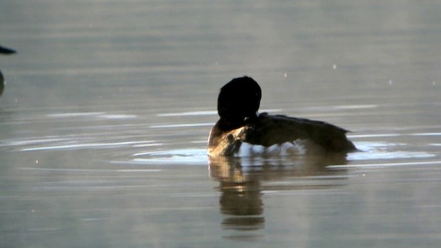 鳳頭潛鴨 - ML201237461