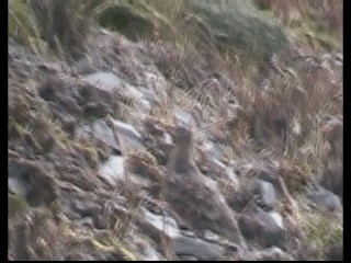 rustrypesnipe - ML201237551