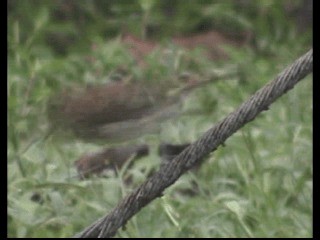 Bright-rumped Attila (Northern) - ML201237561