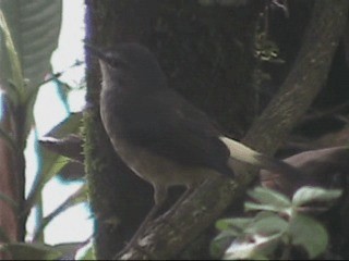 Buff-rumped Warbler - ML201237571