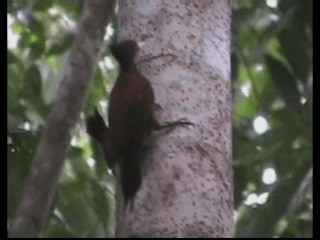 Waved Woodpecker (Scale-breasted) - ML201237621