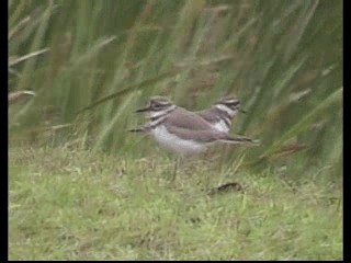 Killdeer - ML201237641