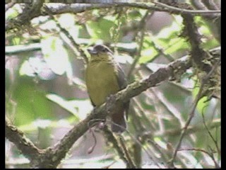 Olive-backed Euphonia - ML201237711