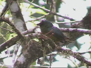 Olive-backed Euphonia - ML201237721