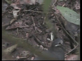 Olive-backed Quail-Dove - ML201237731
