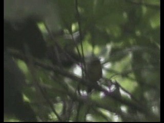 Yellow-browed Antbird - ML201237781