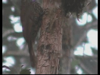 Montane Woodcreeper - ML201237791