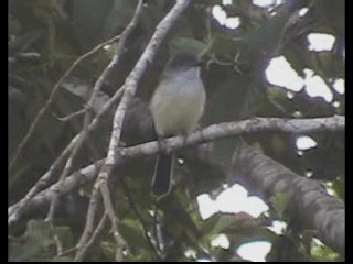 Pale-edged Flycatcher - ML201237851