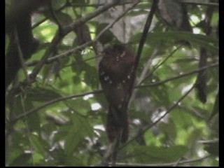 Rufous Potoo - ML201237891