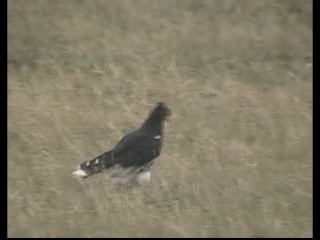 Carunculated Caracara - ML201237921