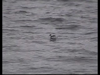 Silvery Grebe (Andean) - ML201237951