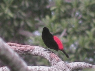 Scarlet-rumped Tanager (Cherrie's) - ML201237991